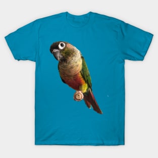 Green Cheek Conure Parrot Bird design, Love for birds T-Shirt